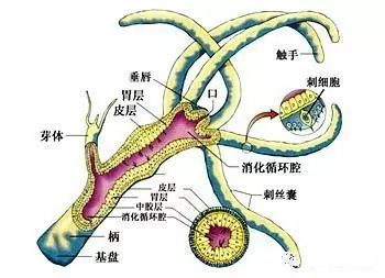 為什么說珊瑚蟲是動物？