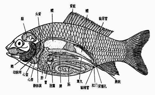 魚(yú)為什么能在水里游？