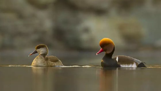 為什么雄鳥比雌鳥漂亮？