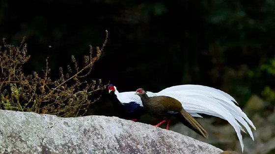 為什么雄鳥比雌鳥漂亮？