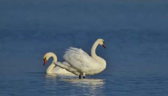 為什么雄鳥比雌鳥漂亮？