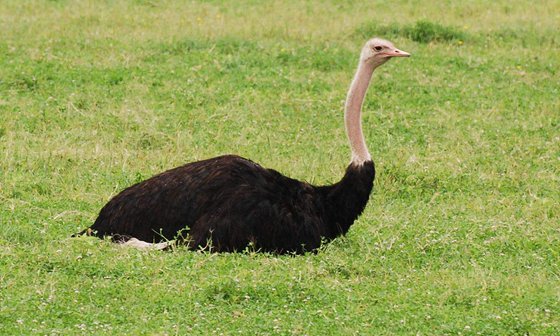 鴕鳥是什么鳥,鴕鳥會飛嗎,鴕鳥蛋怎么吃