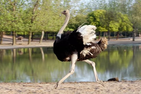 鴕鳥是什么鳥,鴕鳥會飛嗎,鴕鳥蛋怎么吃