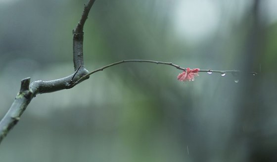 為什么說春雨貴如油,春雨貴如油是什么意思