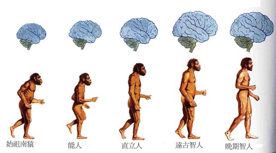 為什么類人猿不可能進(jìn)化成人？