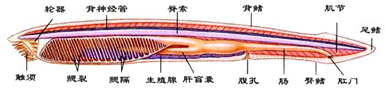 文昌魚為什么十分珍貴