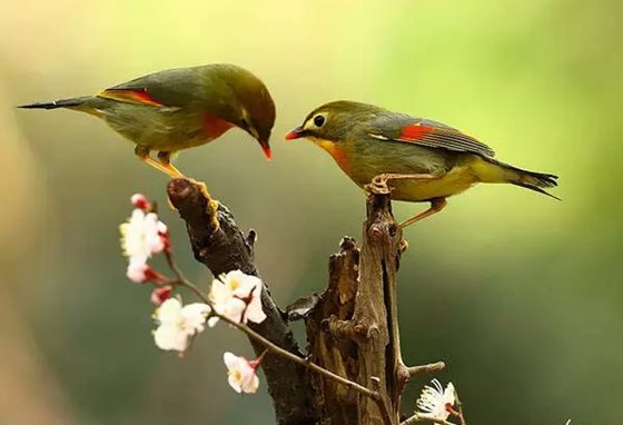 相思鳥真的相思嗎,為什么叫相思鳥