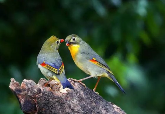 相思鳥真的相思嗎,為什么叫相思鳥