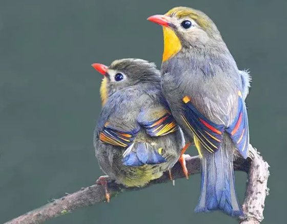 相思鳥真的相思嗎,為什么叫相思鳥