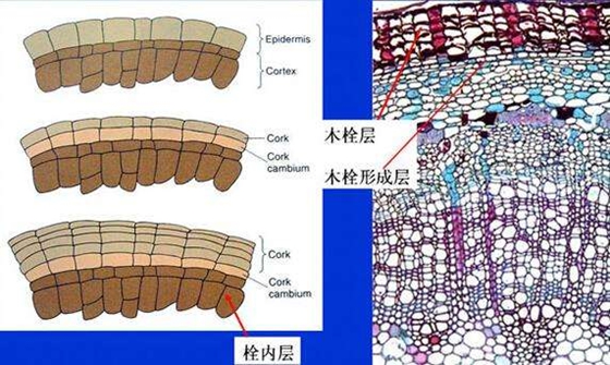 白樺樹樹皮為什么是白色的