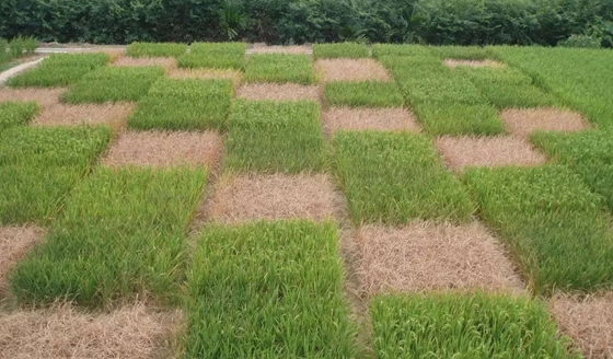 植物為什么能抗災除害