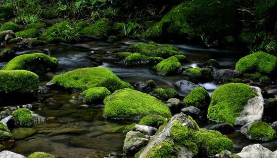 苔蘚是什么樣的,苔蘚怎么養(yǎng)