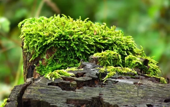 苔蘚是什么樣的,苔蘚怎么養(yǎng)