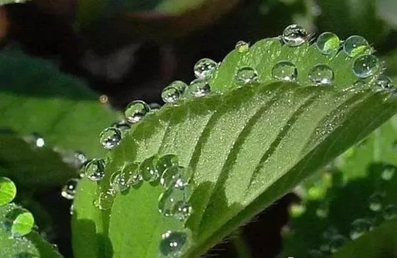 植物為什么會出汗,植物吐水的作用