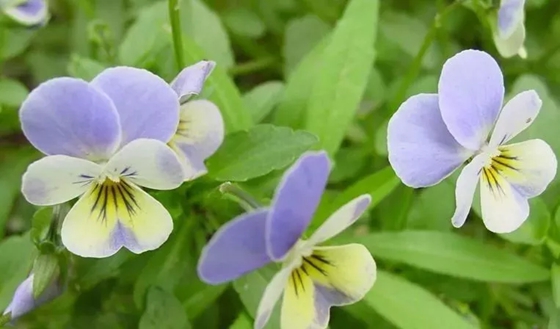 哪些植物能夠預(yù)報(bào)天氣,植物為什么能預(yù)報(bào)天氣