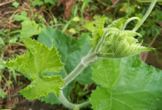 哪些植物能夠預(yù)報(bào)天氣,植物為什么能預(yù)報(bào)天氣