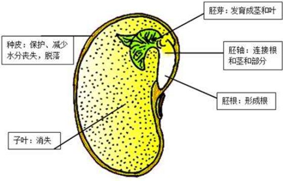 種子為什么會(huì)發(fā)芽