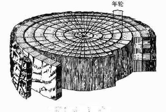 怎樣知道樹的年齡,大樹年輪的秘密