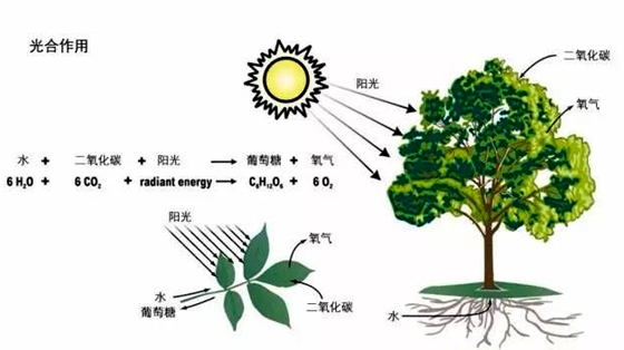 為什么大樹底下比較涼快,大樹下面好乘涼的原因