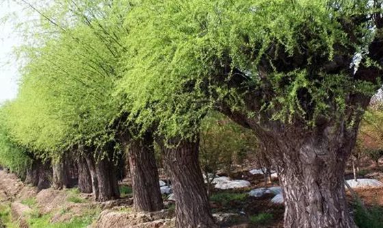 植物為什么相生相克