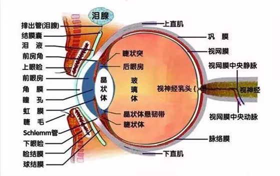 為什么眼睛不怕冷,人的眼睛真的不怕冷嗎