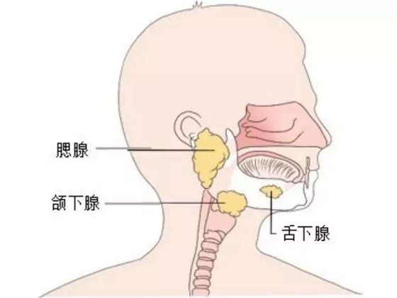 為什么多吐唾液會影響健康,經常吐口水有什么危害