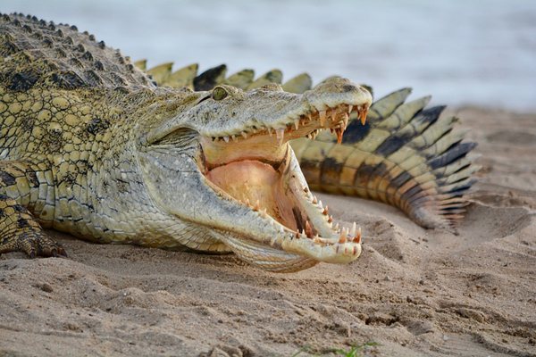 鱷魚為什么會流淚,鱷魚的眼淚是什么意思