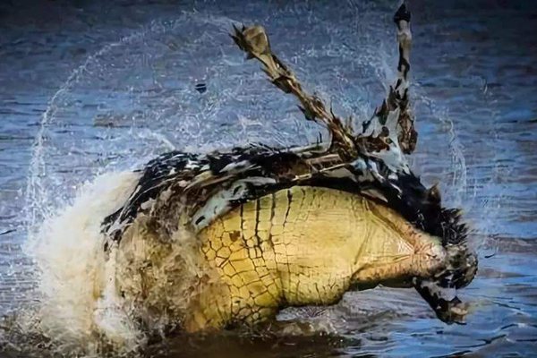 鱷魚為什么會流淚,鱷魚的眼淚是什么意思