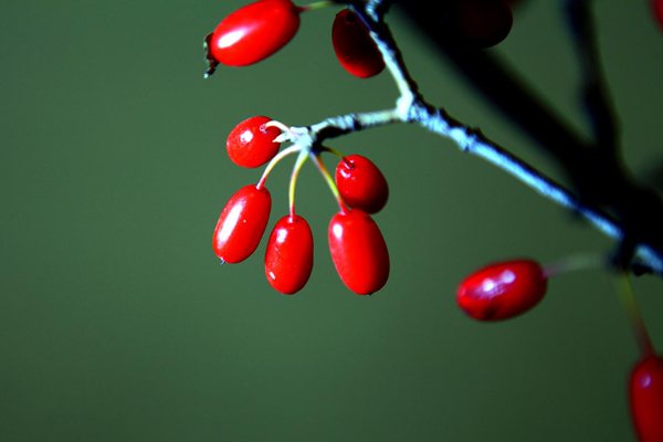 茱萸怎么讀,茱萸是什么意思,茱萸太重的人的特點