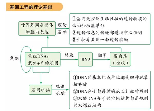 為什么基因工程也叫遺傳工程,什么是基因工程