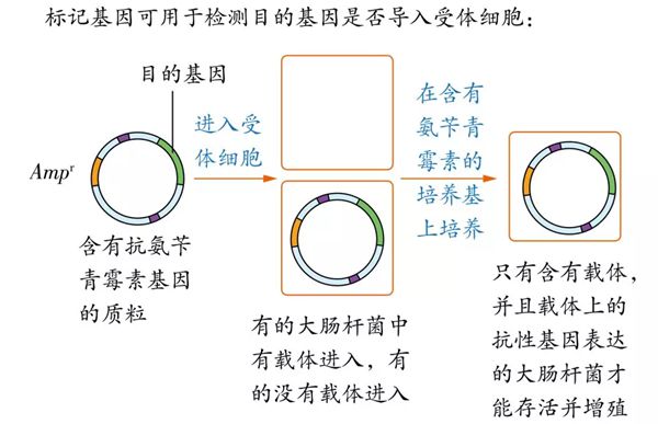 為什么基因工程也叫遺傳工程,什么是基因工程