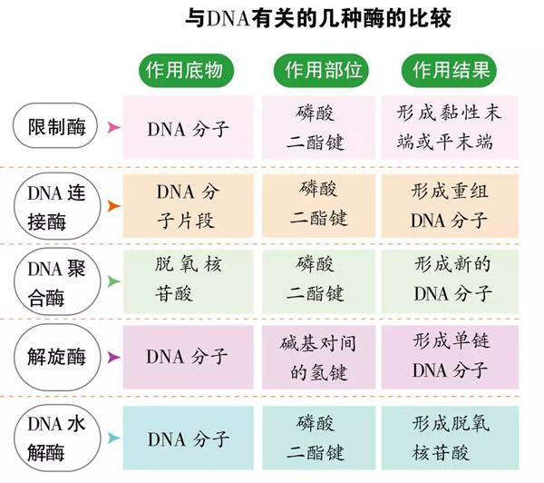 為什么基因工程也叫遺傳工程,什么是基因工程