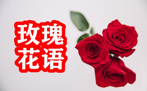 玫瑰的花語是什么,玫瑰花的花語大全