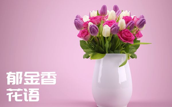 郁金香的花語是什么,郁金香花語大全