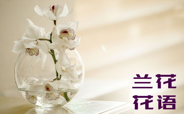 蘭花的花語是什么,蘭花花語大全