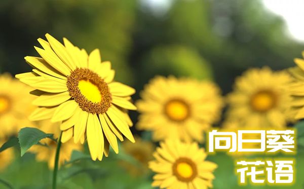 向日葵的花語(yǔ)是什么,向日葵花語(yǔ)大全