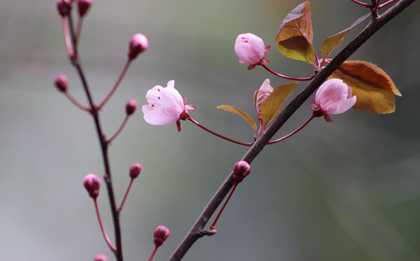 梅花的詩句