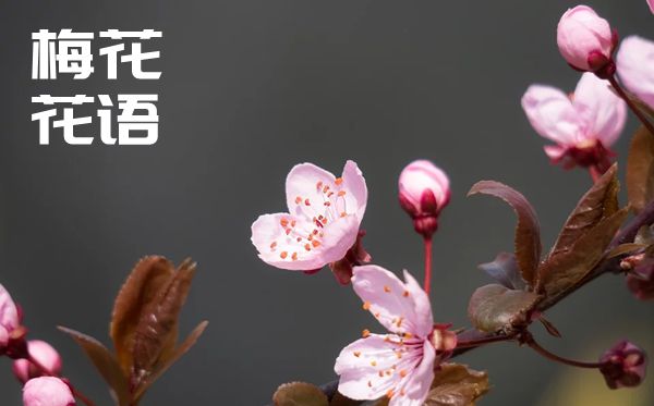 梅花的花語是什么,梅花花語大全