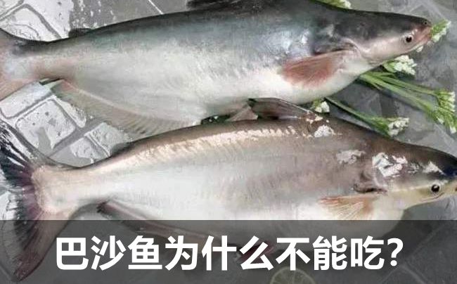 巴沙魚(yú)為什么不能吃,吃巴沙魚(yú)有什么危害嗎