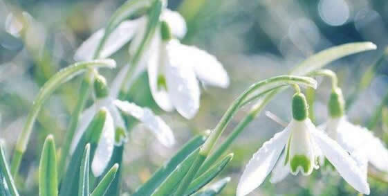 雪滴花的花語