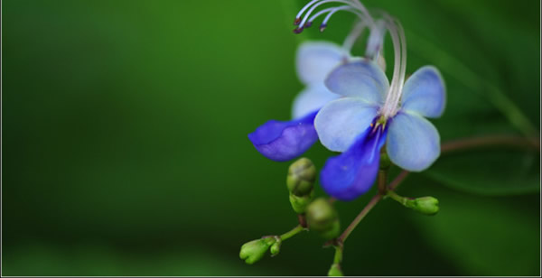 藍(lán)蝴蝶的花語