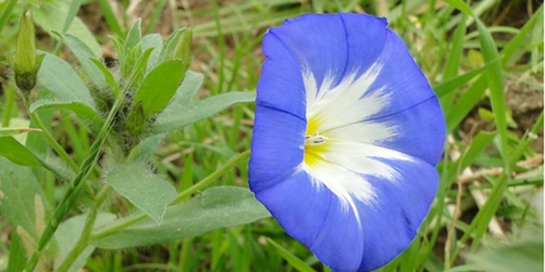 三色旋花的花語