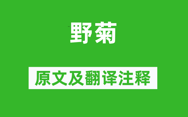 楊萬里《野菊》原文及翻譯注釋,詩意解釋