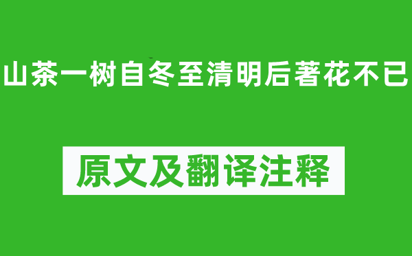 陸游《山茶一樹自冬至清明后著花不已》原文及翻譯注釋,詩意解釋